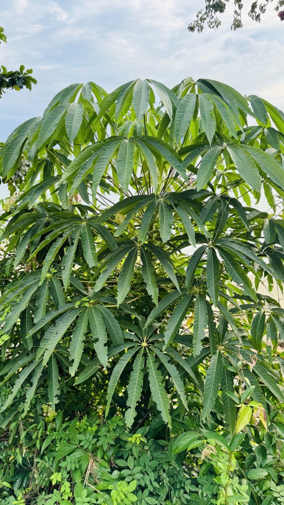 Medium shot of a tropical plant with large green palmate leaves, thin brown stem, and dense foliage under a bright cloudy sky.