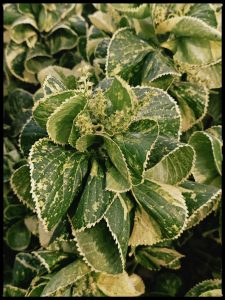Close-up of green leaves with light-colored edges and small flowers in the center.
