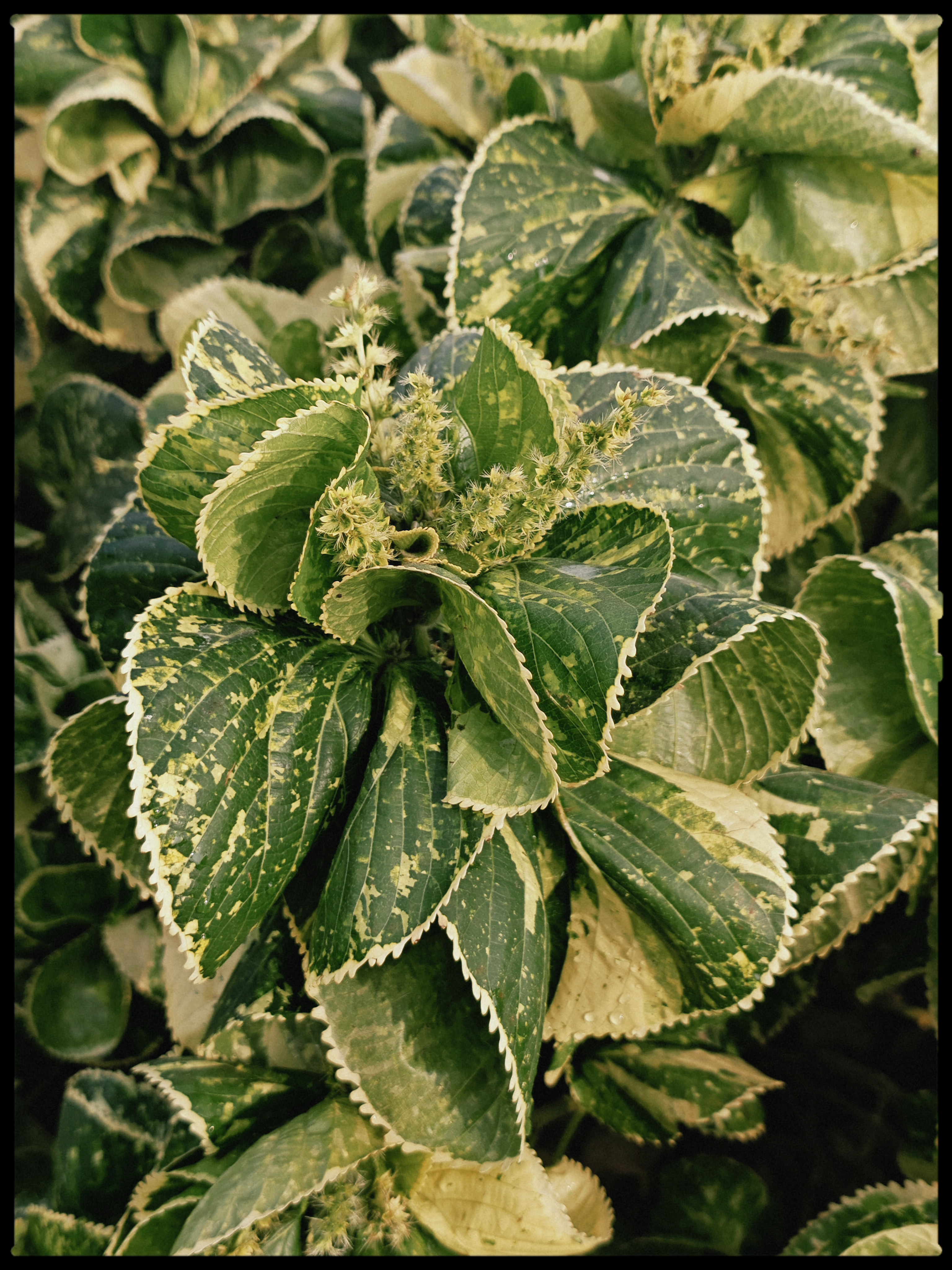 Close-up of green leaves with light-colored edges and small flowers in the center.