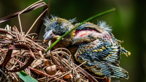 A vertical close-up of a male Black-headed Weaver bird with bright yellow plumage and a solid black head.