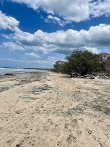 A sandy beach stretches along the shoreline, with gentle waves lapping at the shore. The sky is partly cloudy, showcasing a mix of blue and white clouds. To the right, clusters of trees and shrubs are visible, adding greenery to the scene. Junquillal Beach in Costa Rica