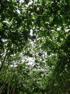 
A canopy of lush, green foliage with multiple unripe tomatoes hanging among the leaves, viewed from below.