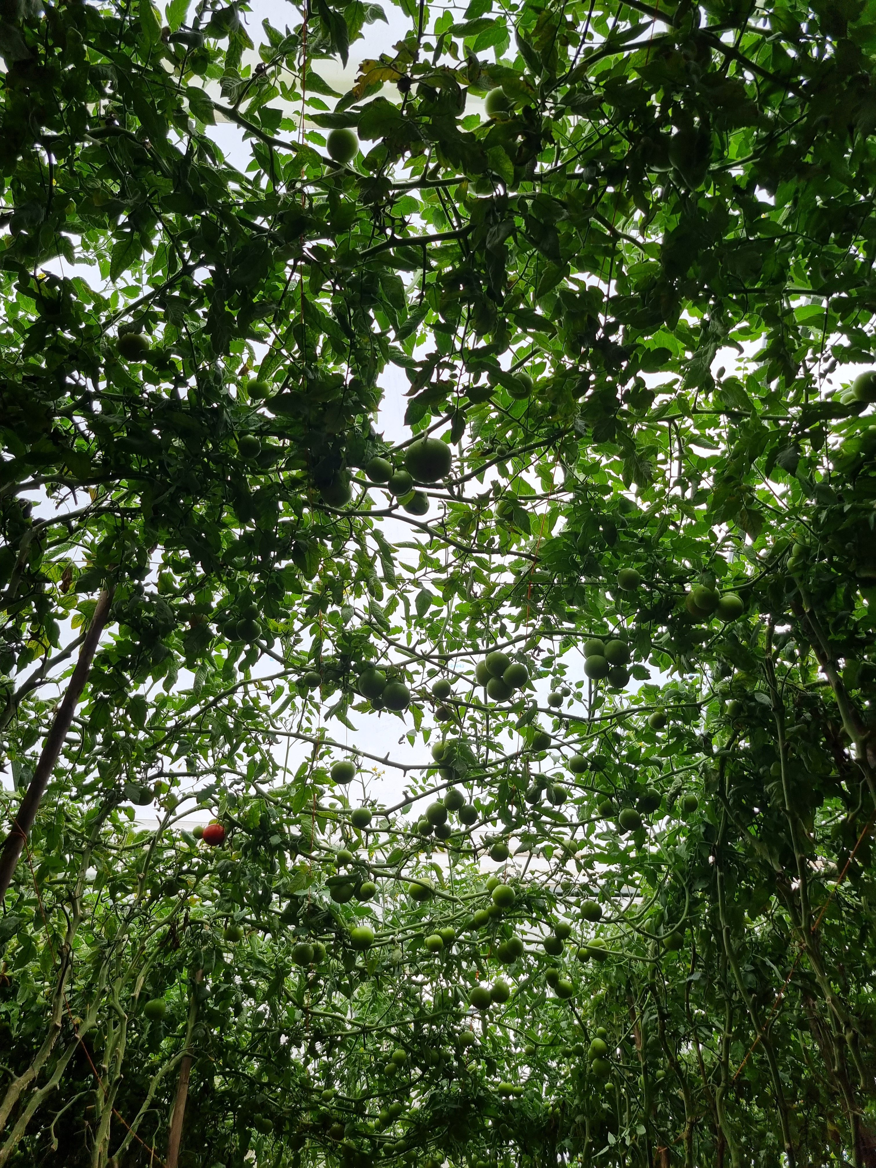 A canopy of lush, green foliage with multiple unripe tomatoes hanging among the leaves, viewed from below.