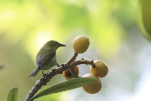 An Ashy-bellied White-eye perched on a loquat branch with four loquat fruits. The bird is facing towards one of the fruits.
