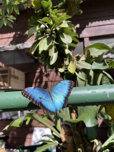 A vibrant blue butterfly is perched on a green pole, surrounded by lush green leaves. Sunlight illuminates the butterfly's iridescent wings, highlighting the contrast with its dark, scalloped edges. In the background, hints of a wooden structure and more foliage are visible, creating a serene natural setting.