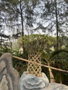 A braided tree with lush green foliage sits in a rocky planter, with tall trees in the background. The setting is serene and natural.