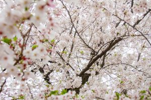 A close-up view focuses on clusters of delicate, pale pink cherry blossoms blooming on intertwining branches. Small green leaves provide contrasting color against the soft, light, and airy background.
