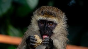 A close-up, eye-level portrait of a vervet monkey holding food, with a dark face and brownish-grey coat.