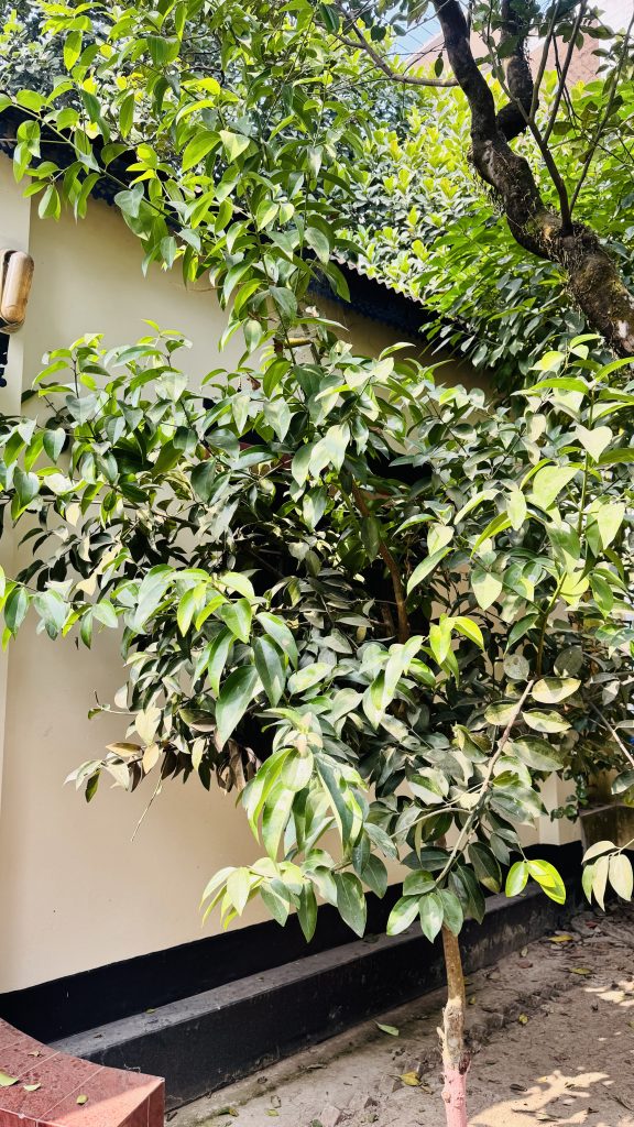 A medium shot of a young tree with bright green leaves in a yard beside a beige building, with other plants in the background.