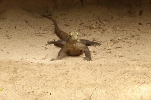Komodo dragon at Zoo Miami.