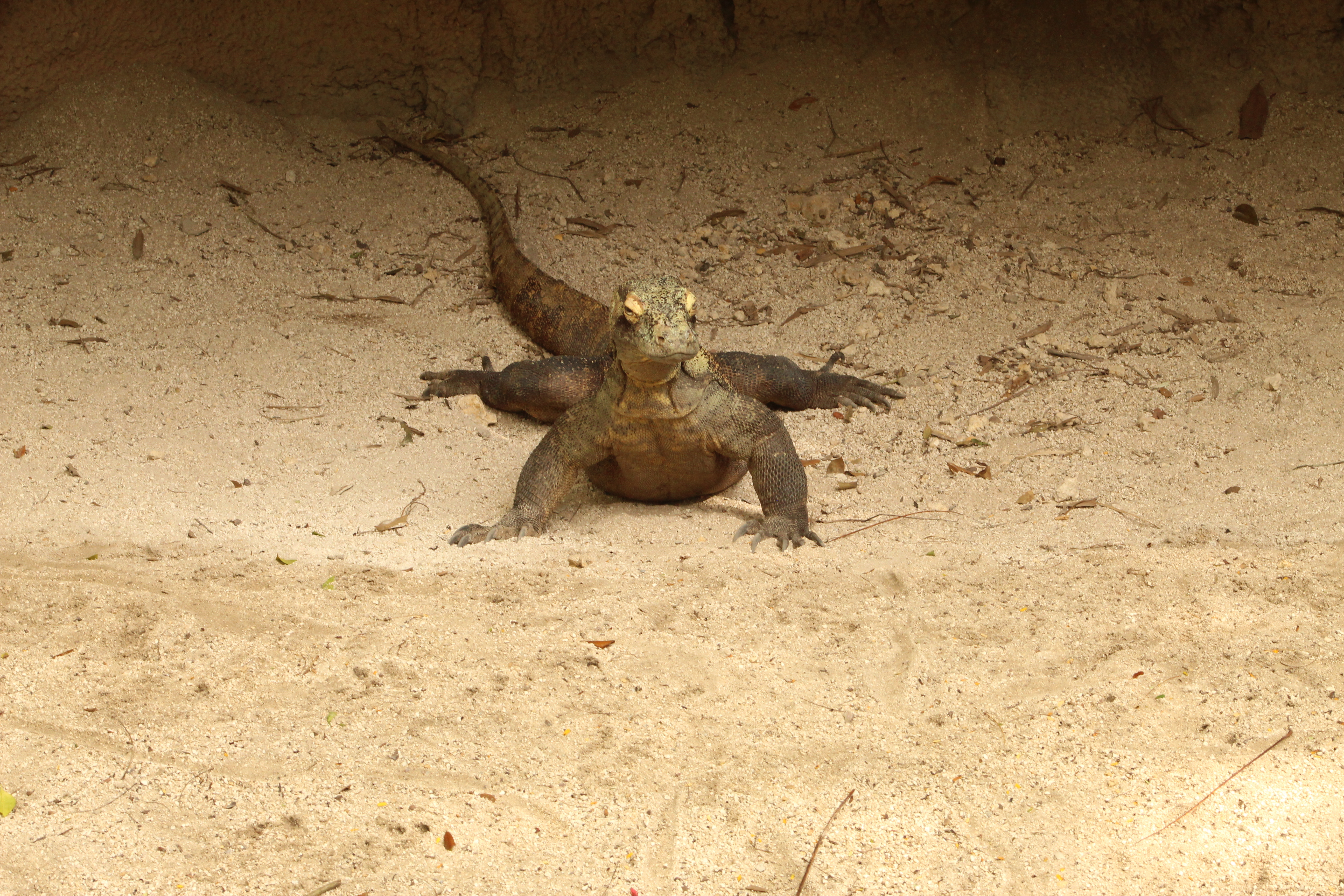 Komodo dragon at Zoo Miami.