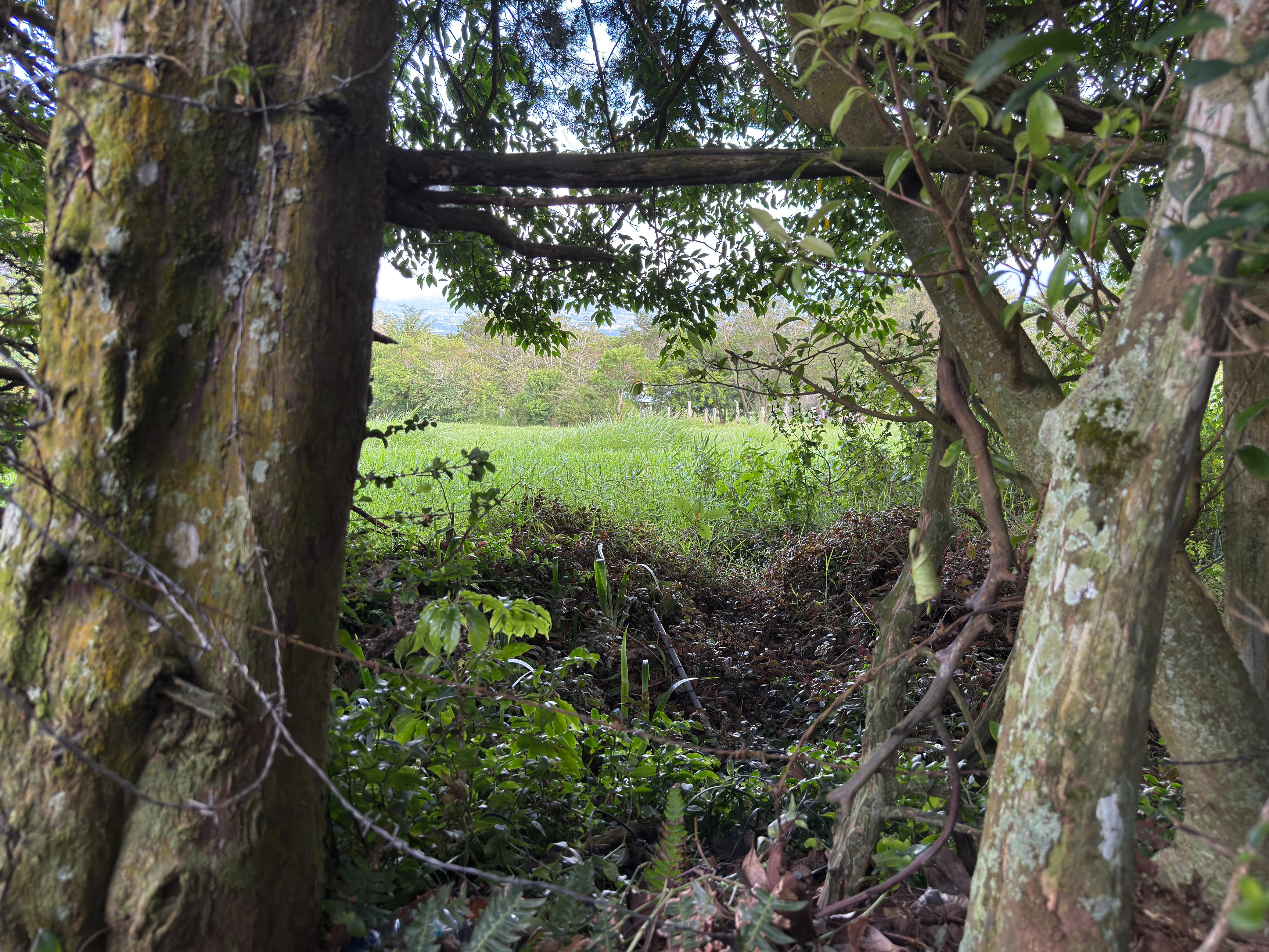 A natural frame created by tree trunks and branches reveals a lush green field beyond. The foreground is dense with foliage and moss-covered wood, giving a shaded, slightly hidden perspective that contrasts with the brighter open landscape in the background.