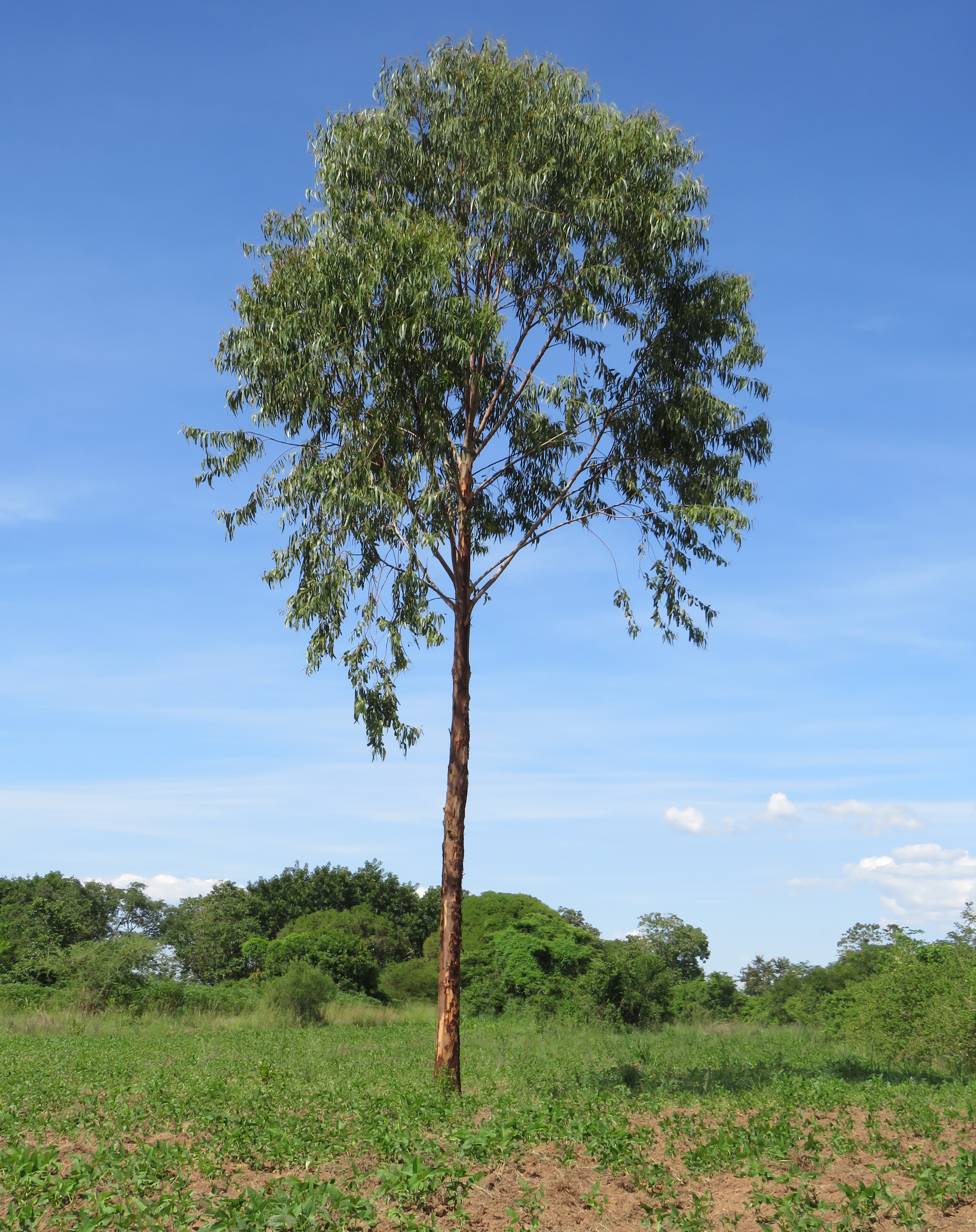 A tall eucalyptus tree stands in a tilled field, with smaller trees and a clear blue sky behind it.