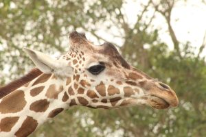 A close-up profile of a giraffe's head showcases its distinctive patterned fur, large expressive eye, and elongated neck. Miami Zoo.