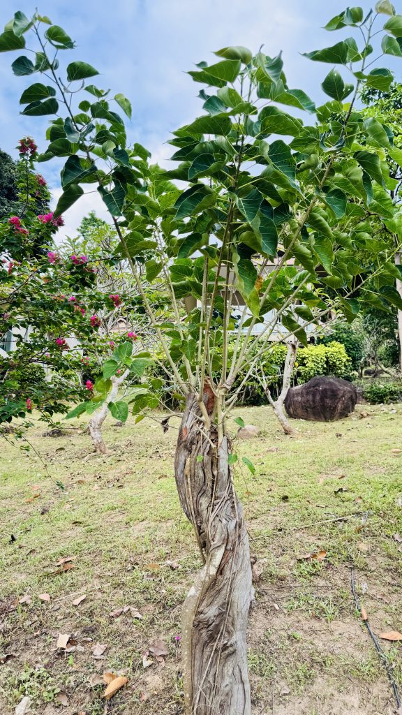 A young tree with many green leaves grows from a thick, grey wooden trunk that looks twisted and old. The tree stands in a garden with a green lawn. In the background, there are bushes with pink flowers and a large dark rock beneath a pale blue sky.