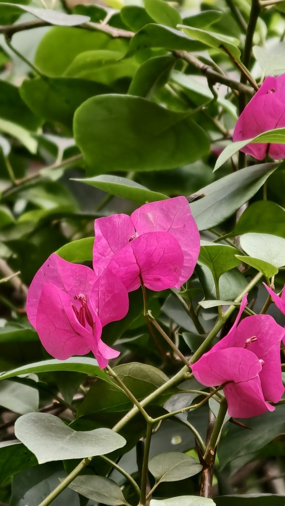 Multiple bright pink bougainvillea bracts are shown in detail against a background of lush green oval-shaped leaves.