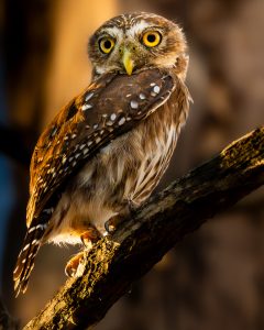 Small owl with bright yellow eyes and brown-white feathers perched on a branch.