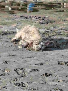 A dog named Duffy lying comfortably on a muddy beach, covered in mud and green stuff. He looks happy.
