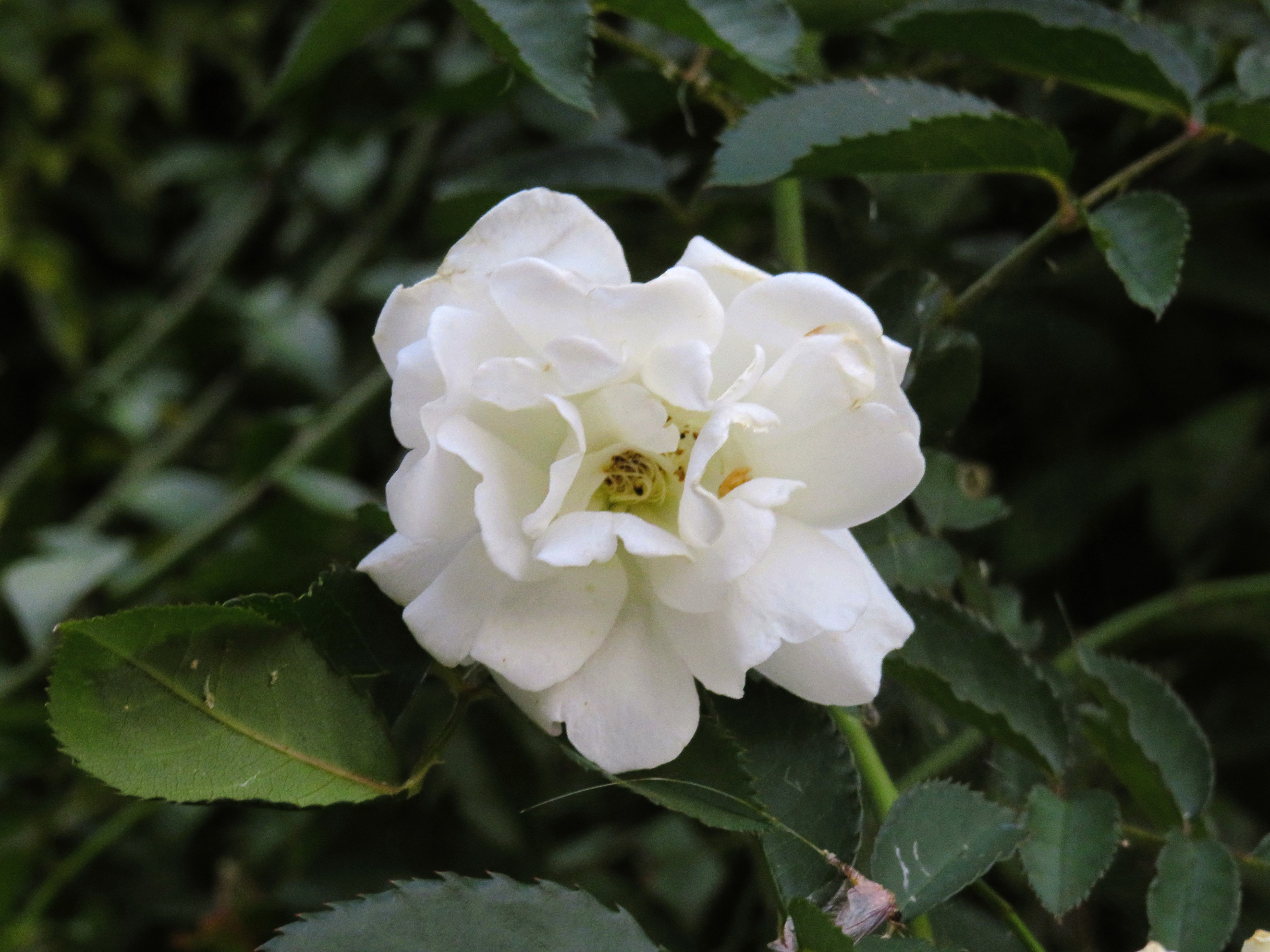 A close-up of a white rose with layered ruffled petals, a pale yellow center, and dark green serrated leaves.
