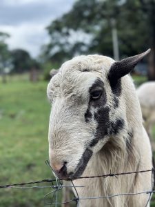 Sheep standing near a fence, shown in profile with a blurred background.
