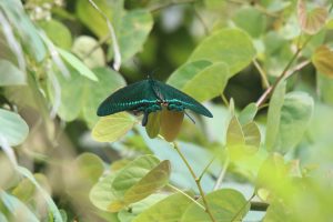 A Papilio paris sitting on a green tree leaf.