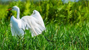 A white cattle egret standing in lush green grass at Mabamba Wetland, Uganda.
