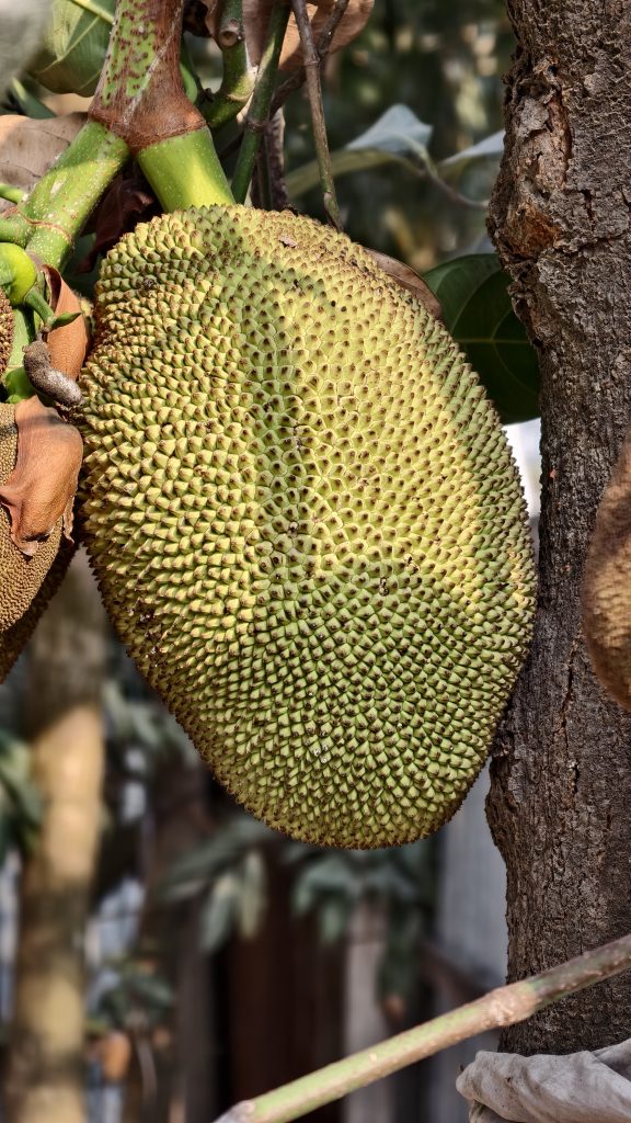 A large green jackfruit with a thick spiky texture hangs from a tree branch next to the rough bark of a tree trunk.