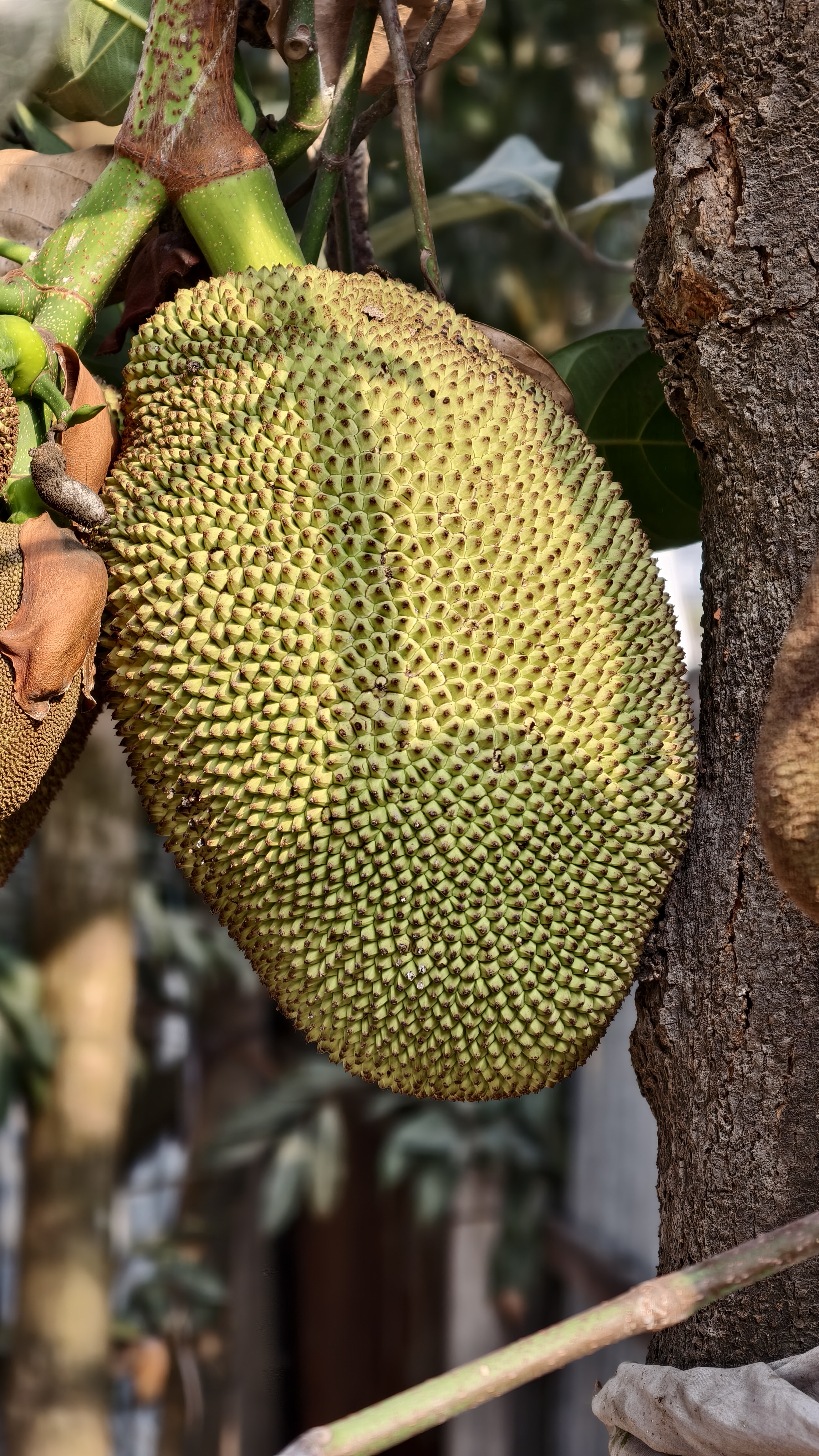 A large green jackfruit with a thick spiky texture hangs from a tree branch next to the rough bark of a tree trunk.