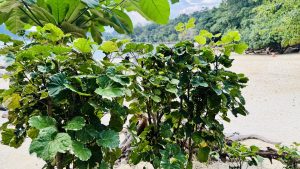Medium shot of round-leaf green bushes with white edges growing on a sandy beach, with tropical foliage framing the scene and people, forest, and calm blue water in the background.