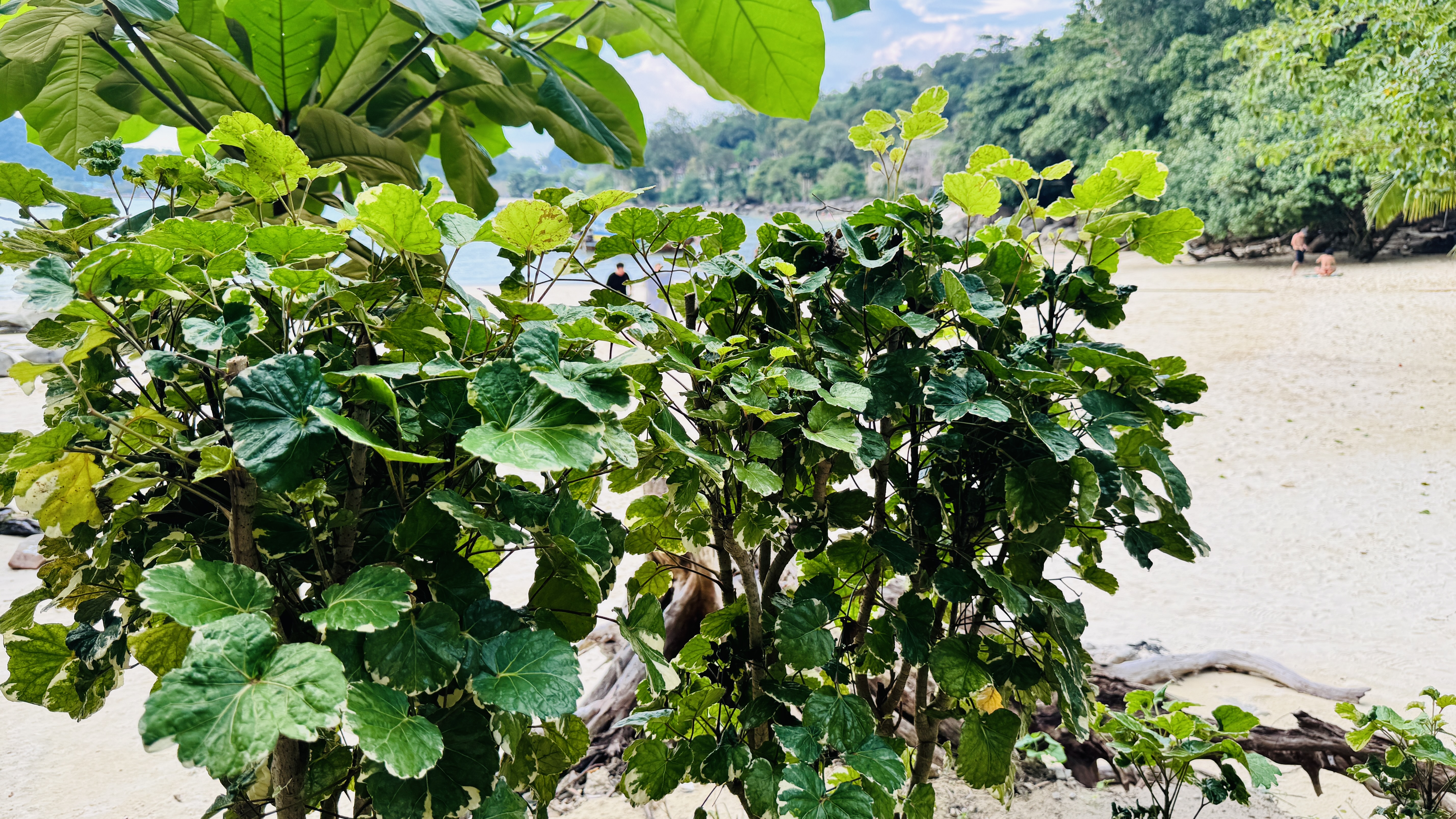 Medium shot of round-leaf green bushes with white edges growing on a sandy beach, with tropical foliage framing the scene and people, forest, and calm blue water in the background.