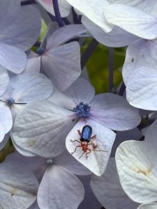 A close-up of white and pale purple hydrangea flowers with a small reddish-brown and blue beetle resting on a petal.