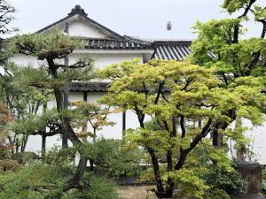 Pine trees and autumn leaves in the garden of Kurashiki Story Museum, Kurashiki.
