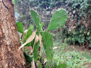 A green prickly pear cactus with spiked pads growing beside a textured tree trunk, with blurred garden greenery in natural light.