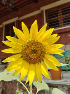 A close-up of a bright yellow sunflower in full bloom under sunlight, with sharp details and a blurred garden background including plants, a bench, and part of a building.
