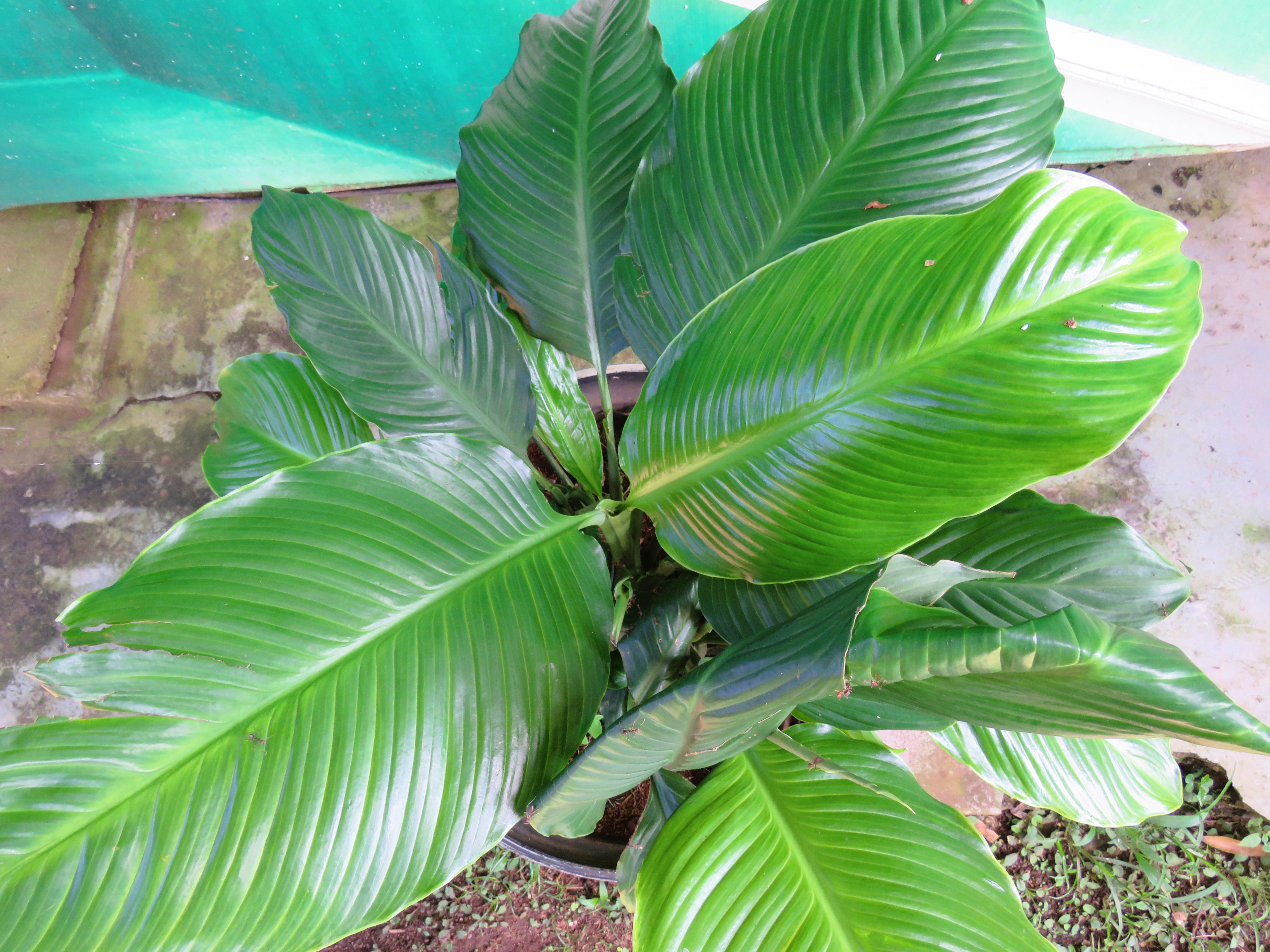 Top-down view of a potted plant with large dark green veined leaves on a concrete surface.