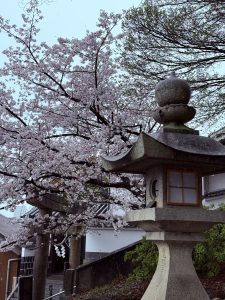 Cherry blossoms and stone lanterns at the entrance of Achi Shrine, Kurashiki.
