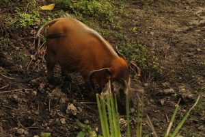 Warthog at Zoo Miami.