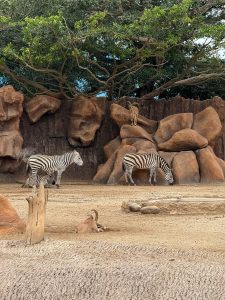 Two zebras are grazing on a sandy enclosure. In the background, rocky formations and a large tree with green foliage are visible.