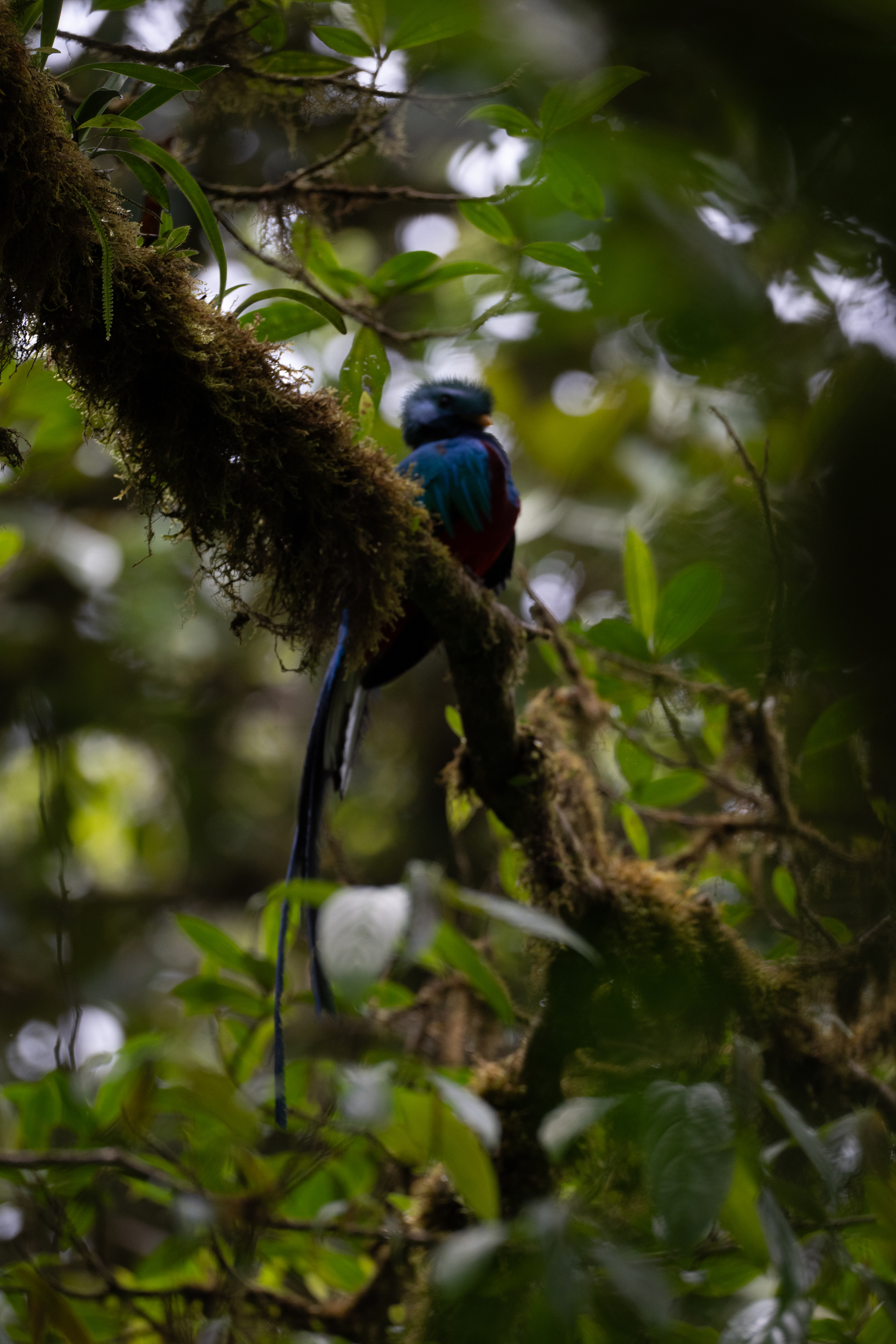 A colorful bird perched on a moss-covered branch amidst lush green foliage. The bird has bright blue and red plumage, standing out against the blurred background of leaves and light. Its long tail feathers hang down, adding to its striking appearance in the dense forest environment.
