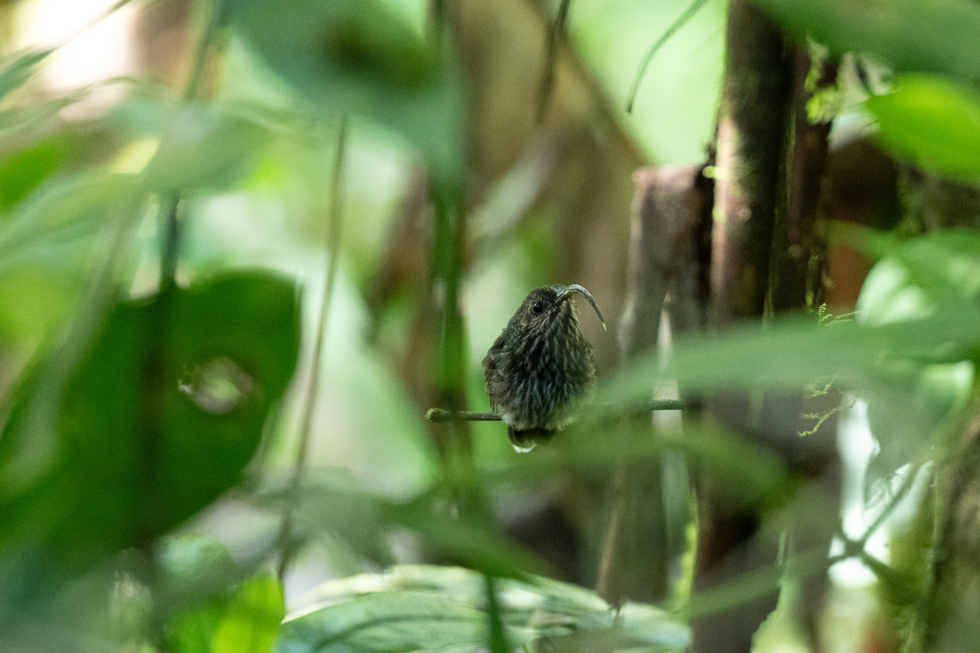 Rare Colibri Costa Rica