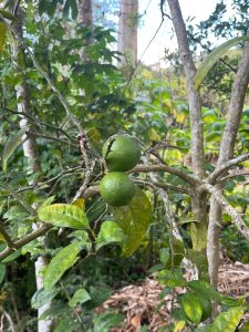 Two green lemons on a thorny citrus tree branch.
