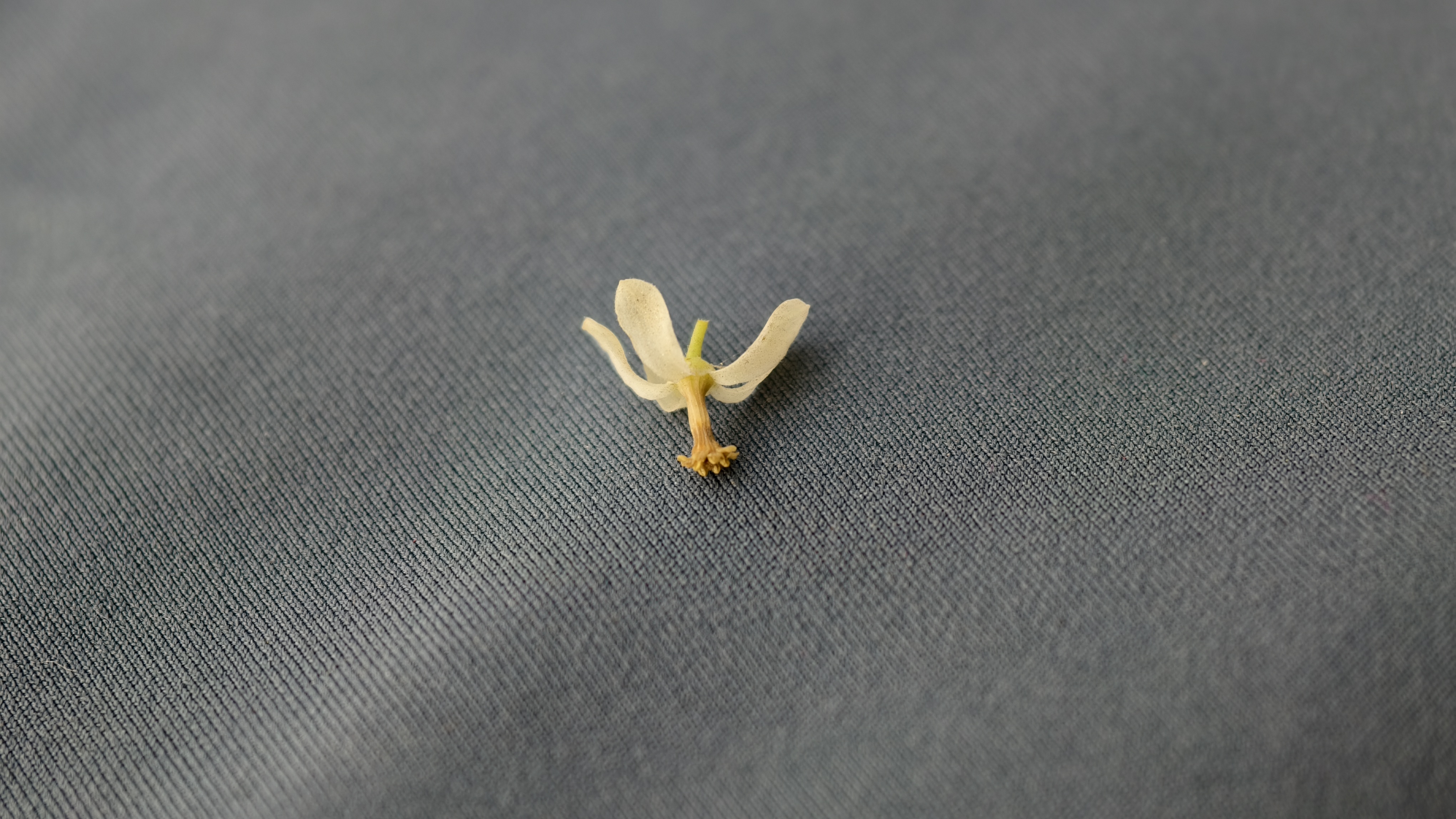 A small white flower with delicate petals and a yellow stamen lies alone on a textured gray fabric surface.