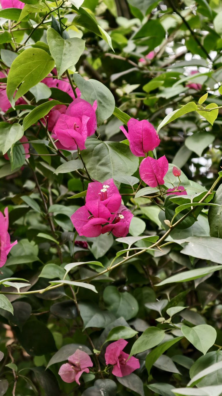 Vibrant pink bougainvillea flowers with delicate petals bloom among a dense cluster of green leaves and thin branches.