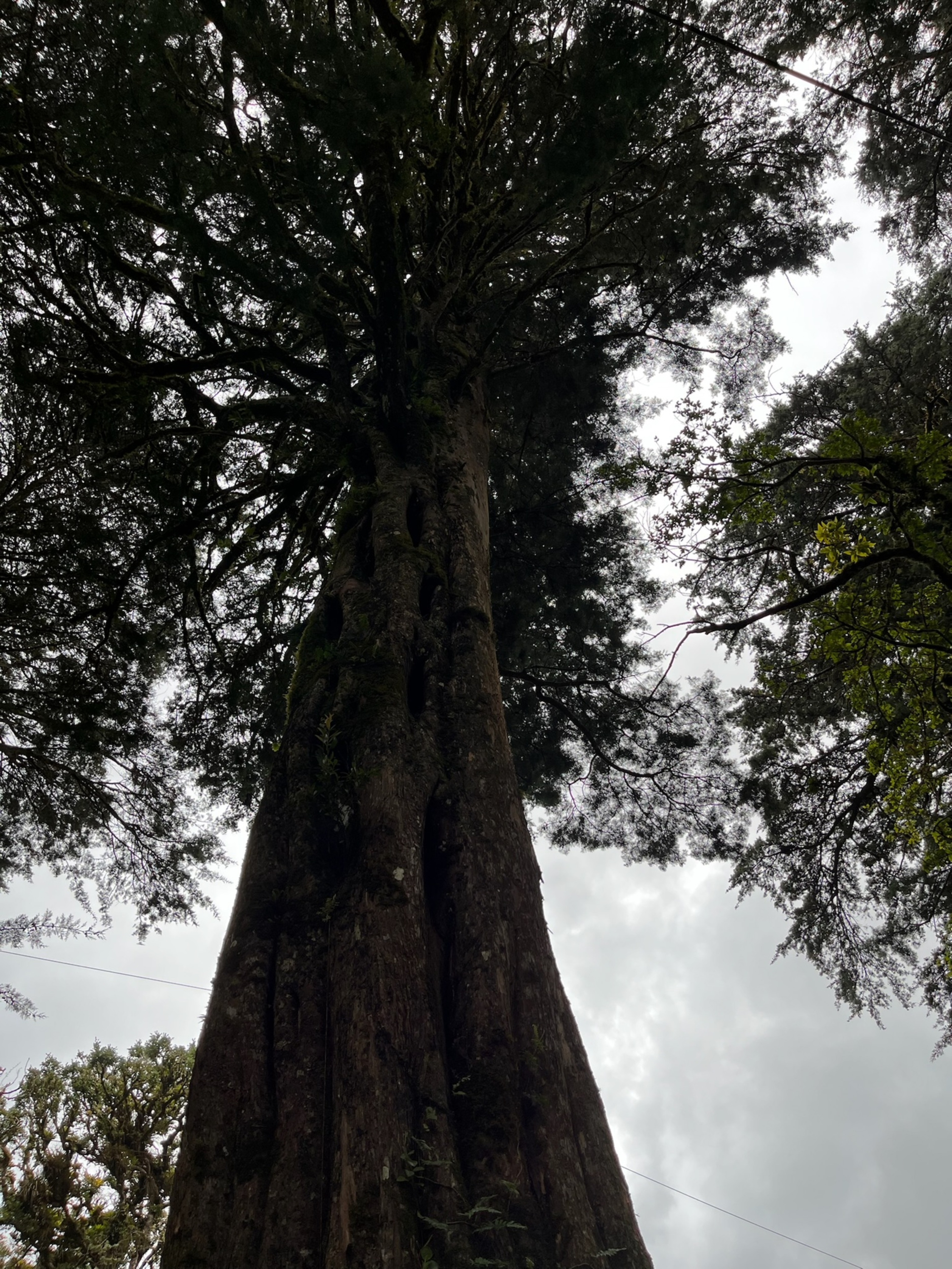 A tall tree seen from below, showcasing its massive trunk and expansive canopy, filled with dense branches and foliage. The sky is overcast, adding a dramatic backdrop to the scene, with hints of green leaves and other trees visible in the surrounding area.