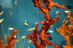 A wide shot of a large, intricate coral reef colony in an aquarium, featuring various types of hard and soft corals with small orange fish swimming nearby.