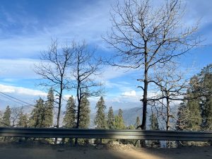 A peaceful hill landscape with lush green trees under a wide sky of soft clouds, creating a calm and refreshing natural scene.
