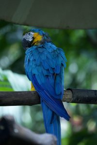 Blue macaw perched on a branch at Zoo Ave in Costa Rica.