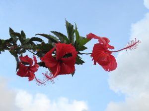 A branch of red hibiscus flowers with green leaves is set against a light blue sky with soft clouds.