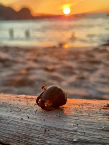 A close-up of a hermit crab perched on a piece of driftwood, with a beautiful sunset in the background. The sun is low on the horizon, casting warm orange and golden hues across the sky and reflecting on the water.