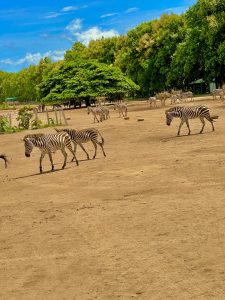 A group of zebras grazes in a dusty, open area under a bright blue sky with fluffy white clouds. In the background, a large green tree provides shade, and other zebras can be seen scattered throughout the landscape, surrounded by patches of grass and dirt.